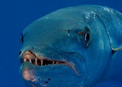 up close and personal by Michael Shope 